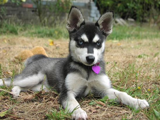 Alaskan Klee Kai, Dogs and Cats Wiki