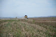 New Holland CX 780 Combine. Poppy & Opium