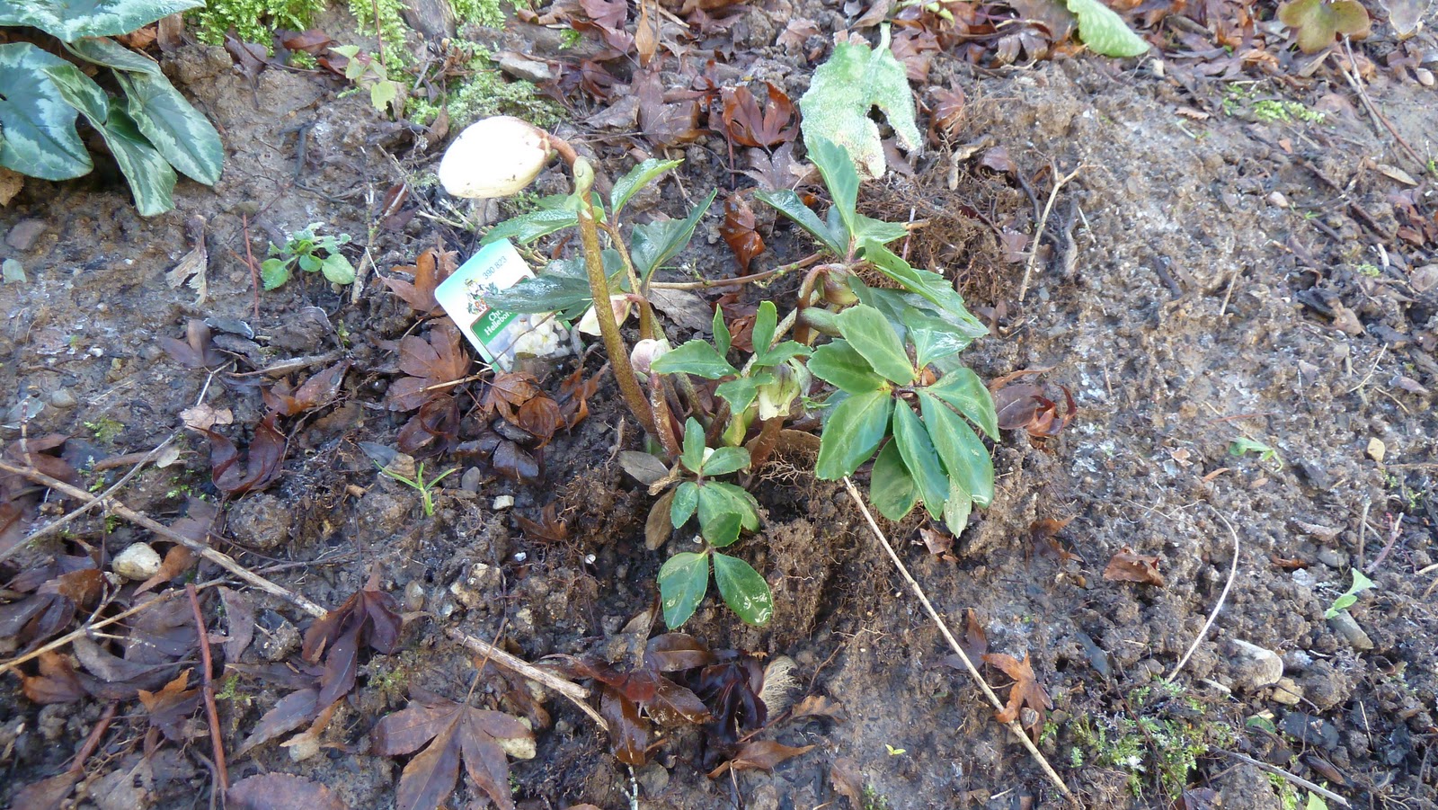 Zauber Garten Januar 12