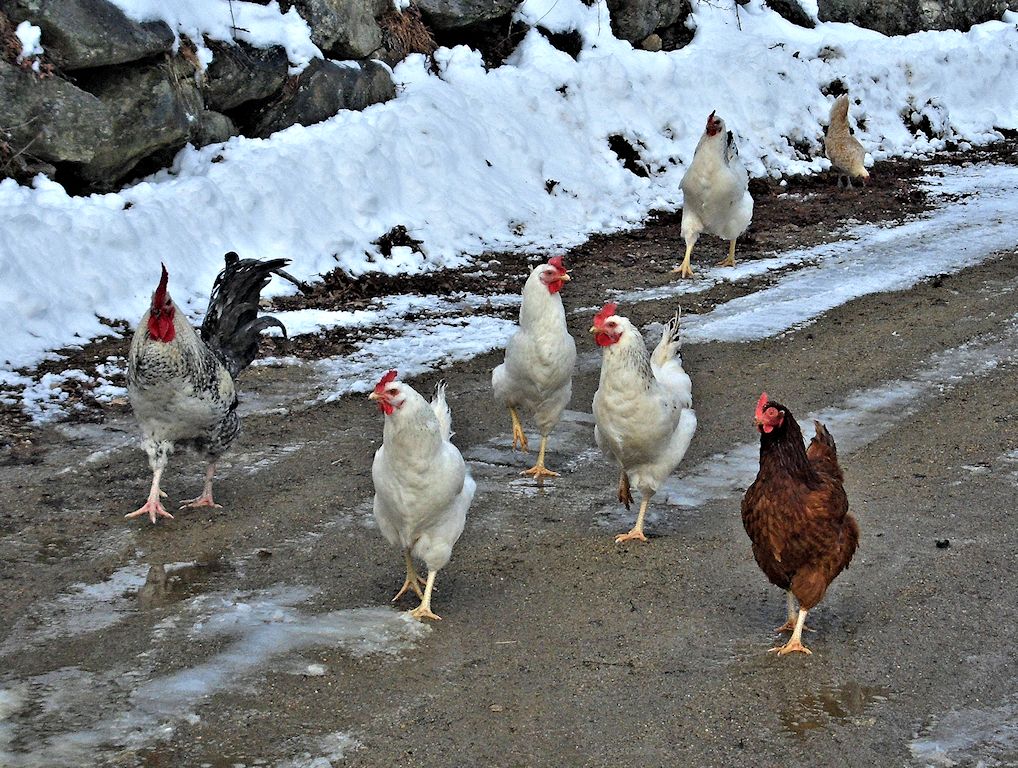 Rufus and the Hens