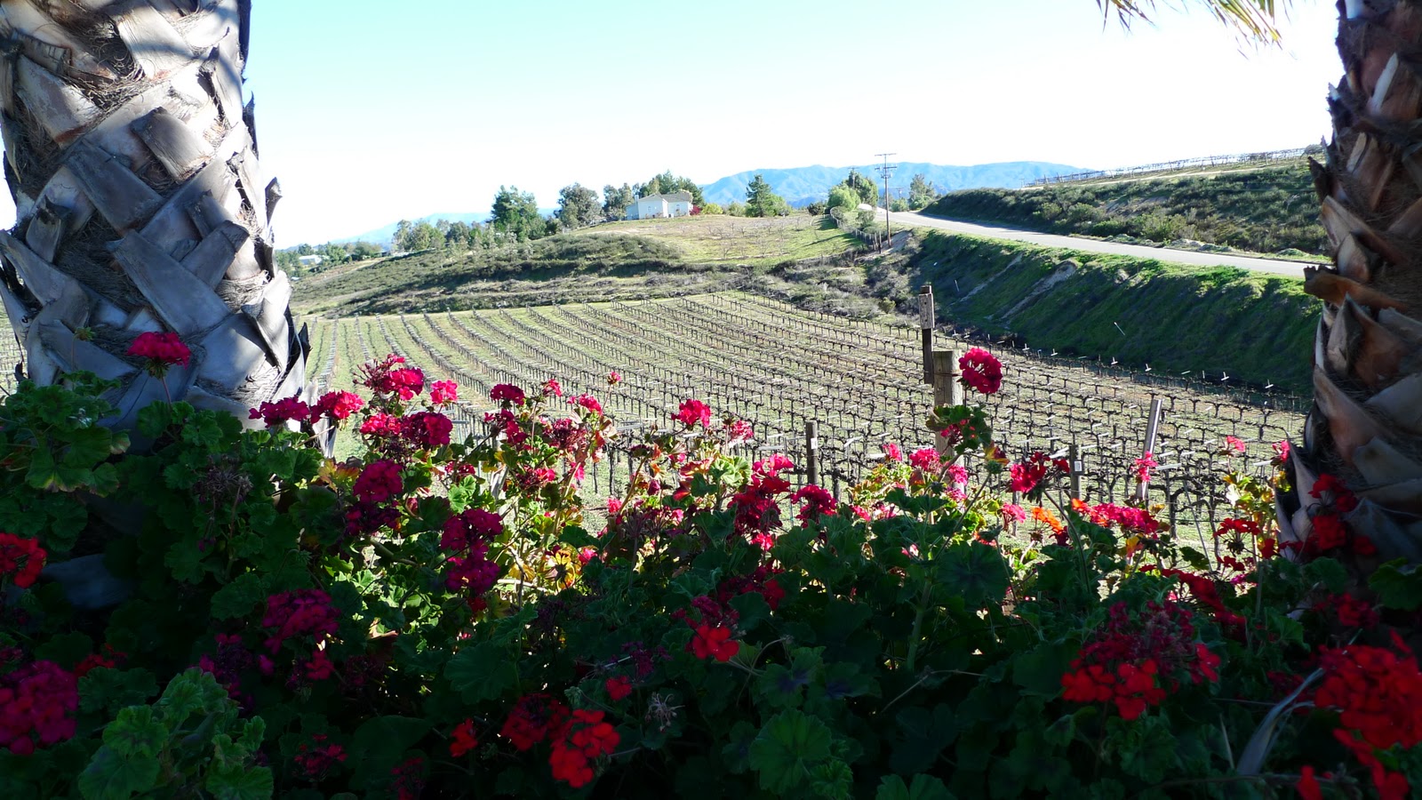 Ms. Ellaneous Temecula Valley, Southern California's Wine Country