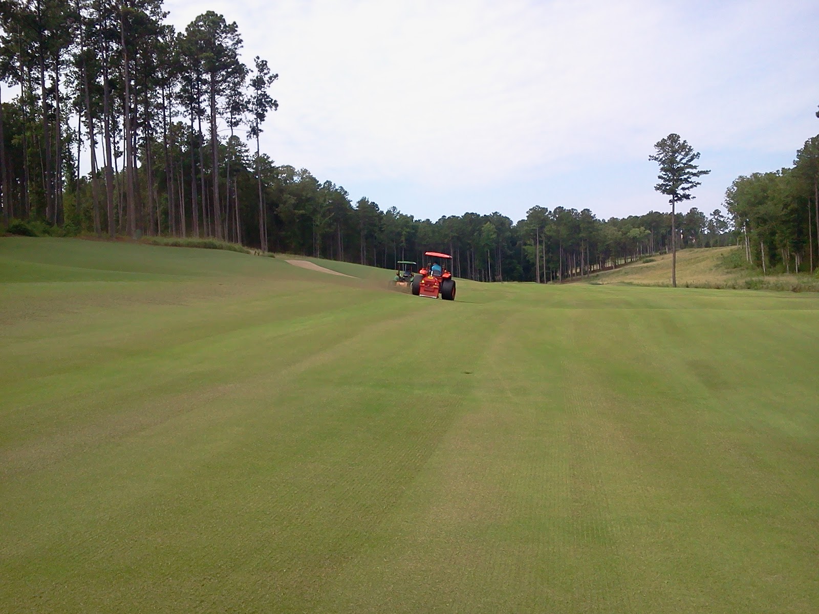 zorro zoysia