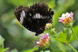 When in the Philippines: Visit Davao Butterfly House