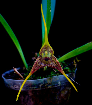 orquidea orquidea