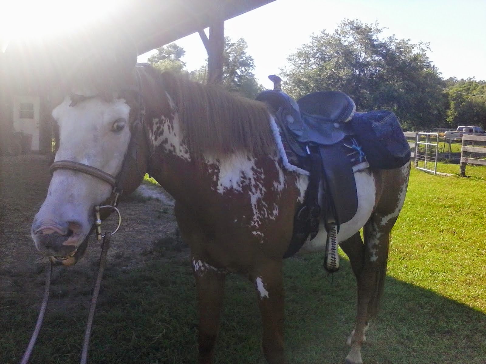 Apache, 4yr old paint gelding had a pretty bad attitude and needed to be started under saddle.
