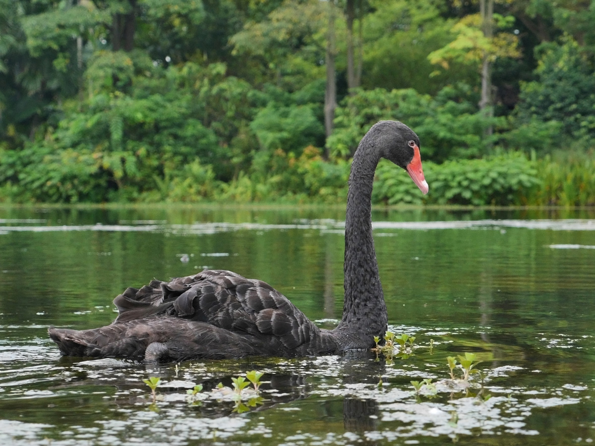 Australian Black Swan on Eco Lake