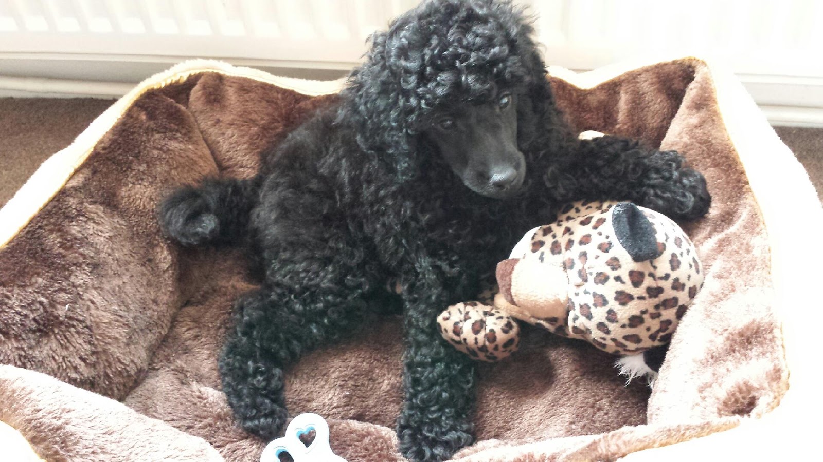 old miniature poodle