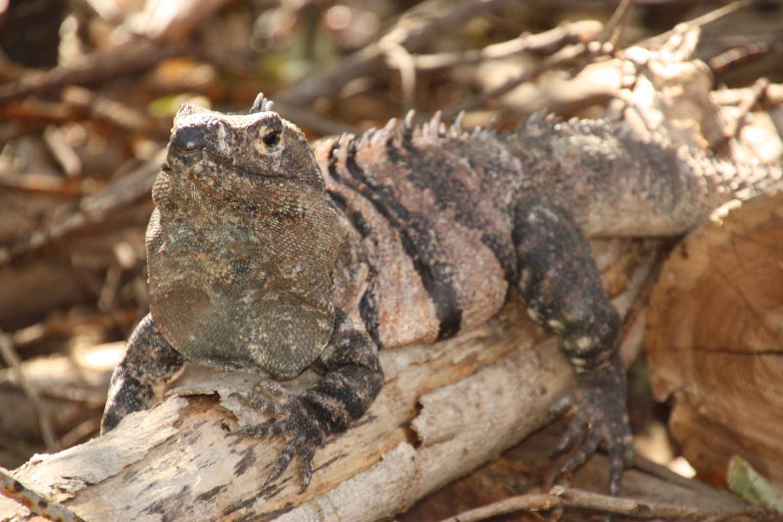 6B Tropical Dry Forests