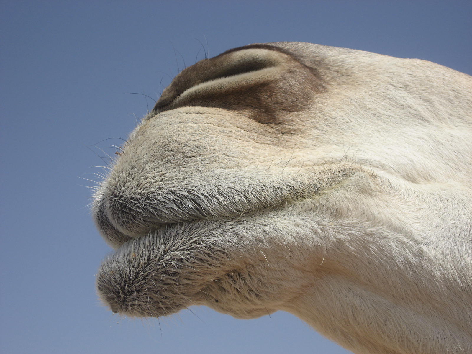 Camels Long Eyelashes