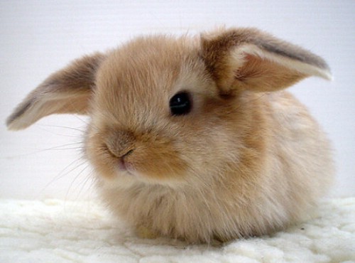 Cute And Funny Baby Animal Funny Animals Cute And Funny Baby Animal Funny Animals