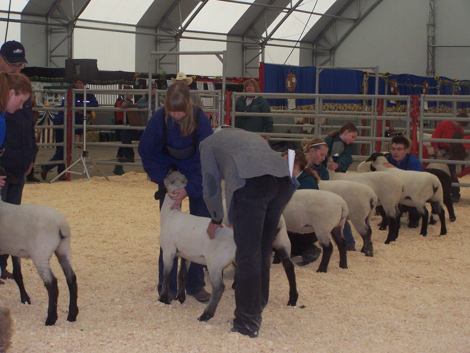 Prairie Winds Hampshires Sheep Show Classes Market Lamb