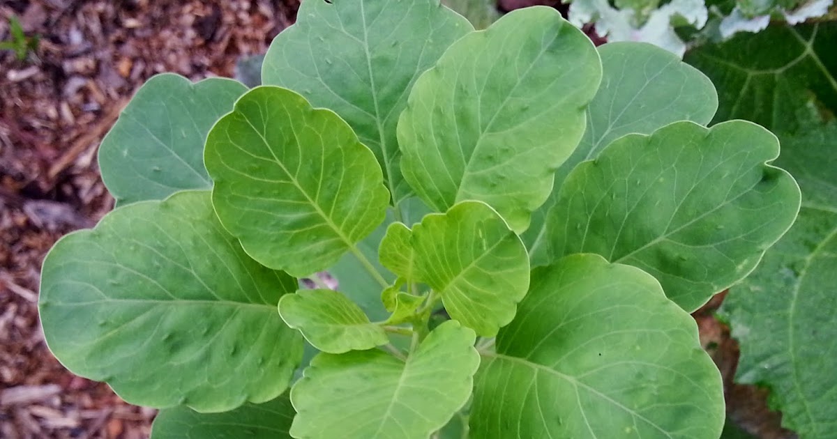 Garden Adventures Papalo (Porophyllum ruderale ssp