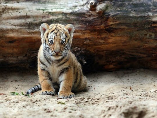 Free Desktop Background Wallpapers Only Cute Tiger Cubs Desktop