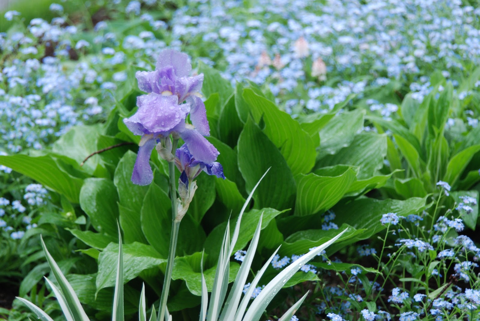 Wife, Mother, Gardener Iris pallida 'Variegata' Sun or Shade?