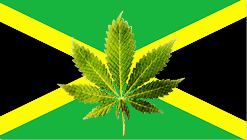 descriminalização da maconha descriminalização da maconha