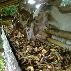 Cara Beternak Kambing Dengan Pola HCS