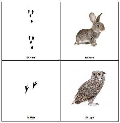 Less Commonly Taught: Animal Tracks