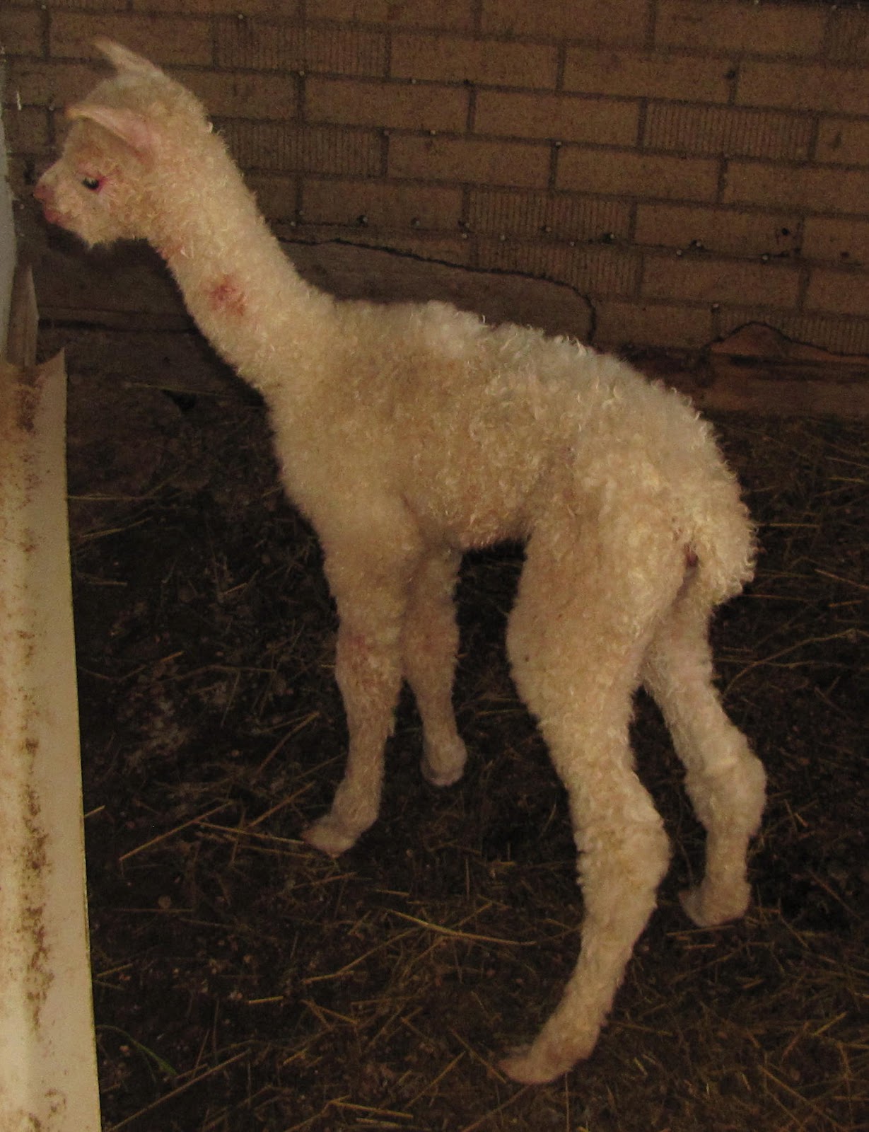 Rocaro Alpacas a new adventure in farming May 2012