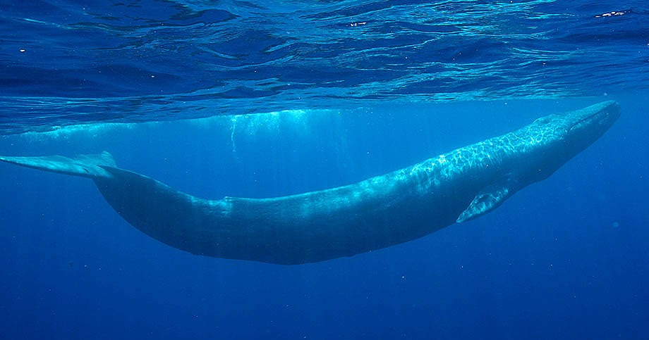 blue whale