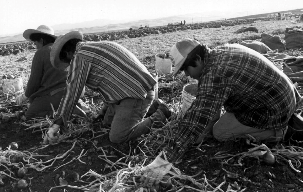 cesar chavez essay paper cesar chavez essay paper