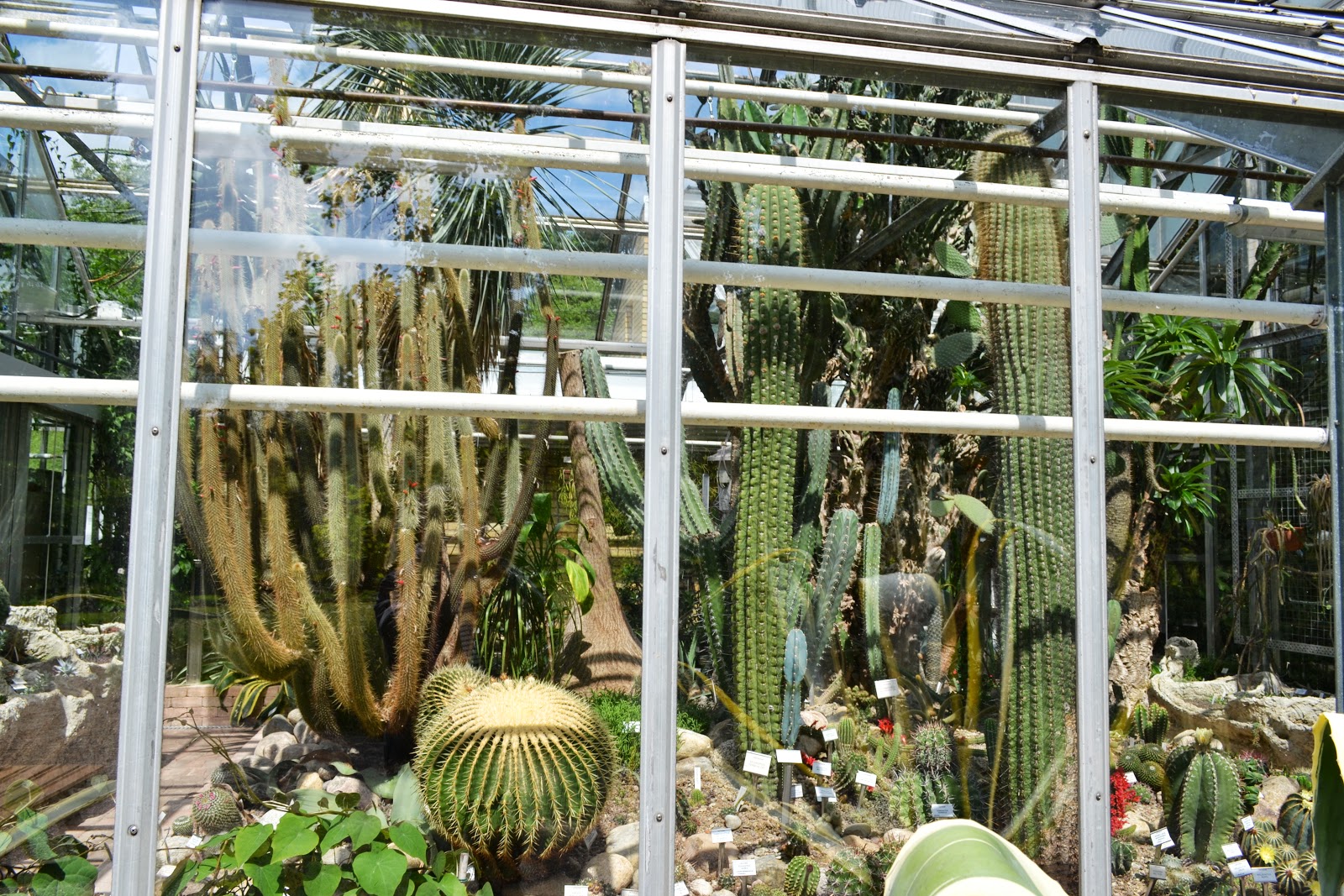 cactus plant inside greenhouse, botanical garden, lund