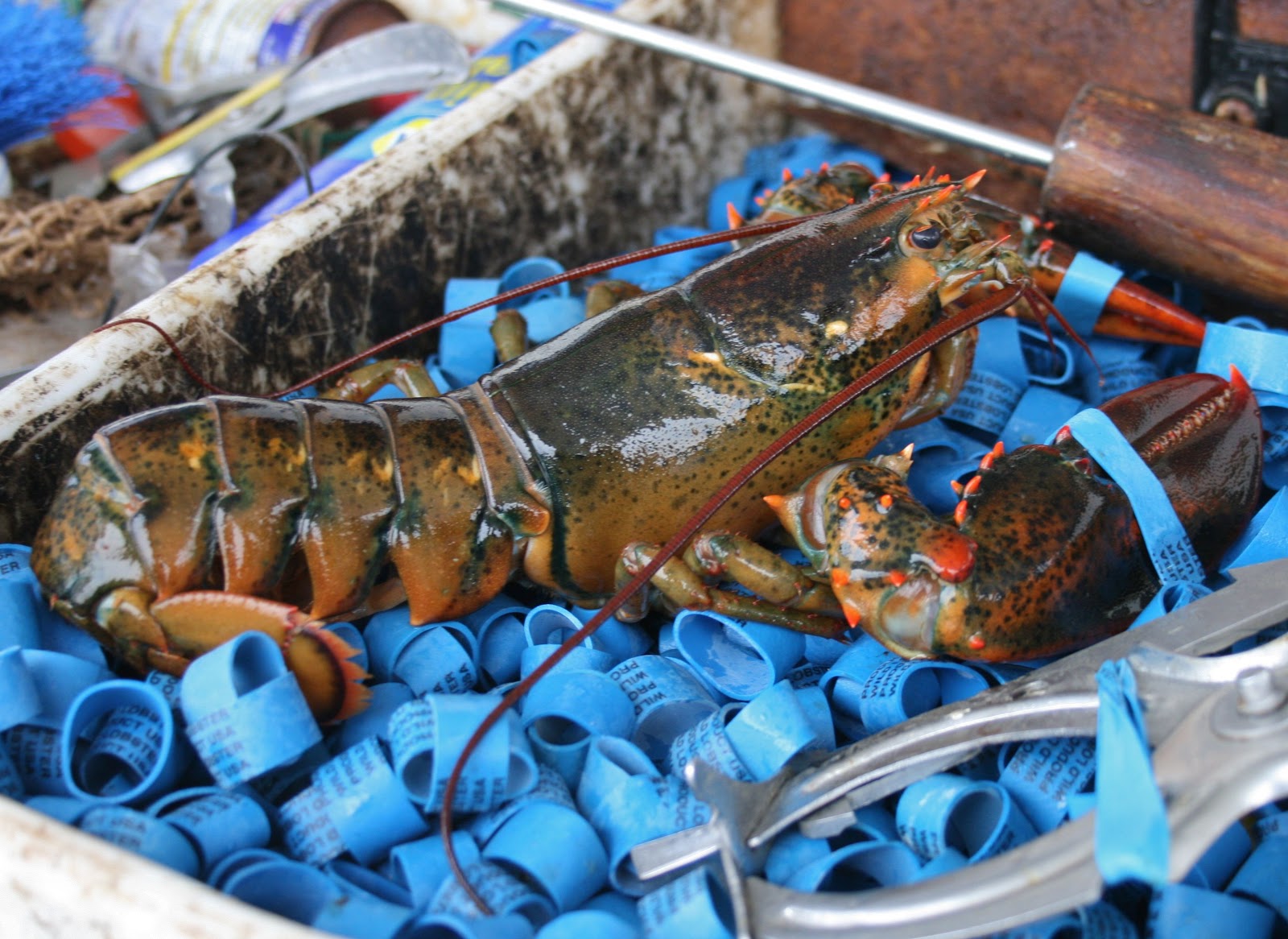 Climate Craziness of the Week 'warming causing lobster cannibalism