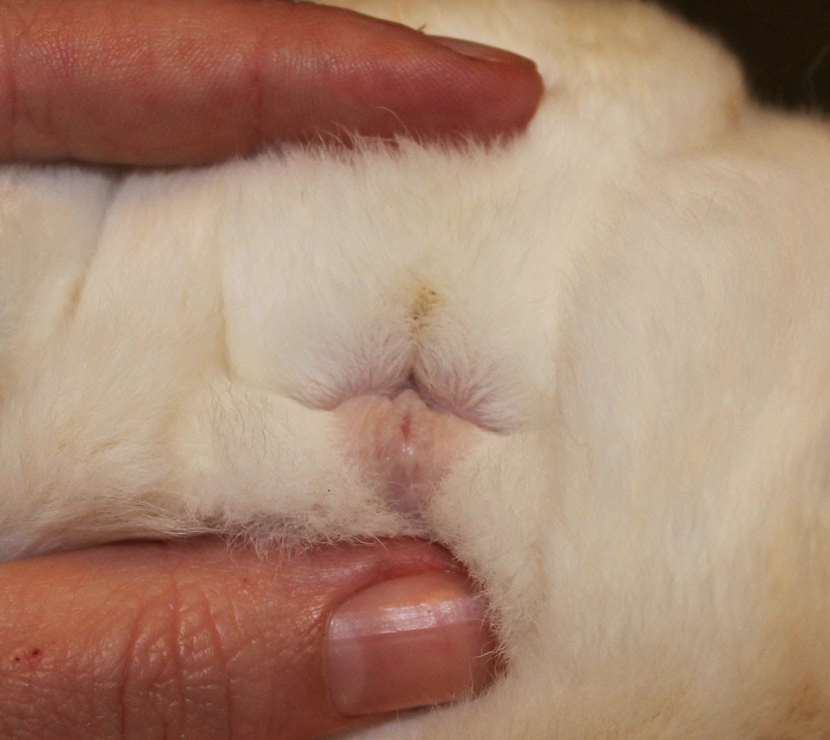 Hill Rise Rabbitry Sexing Rabbits