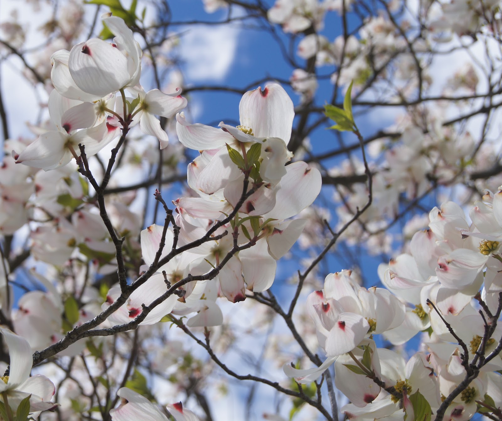Things with Wings Dogwood Symbolism