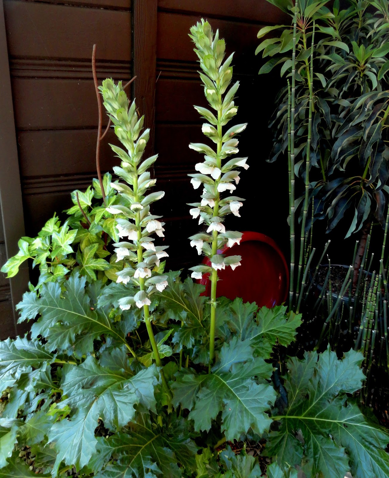 danger garden Acanthus syriacus, yes please!