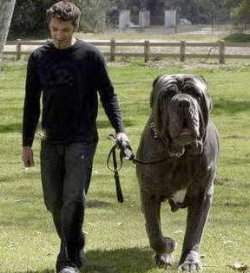 world s largest hercules largest in the world hercules topix world s largest hercules largest in the world hercules topix