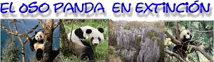 Pandas en extinción