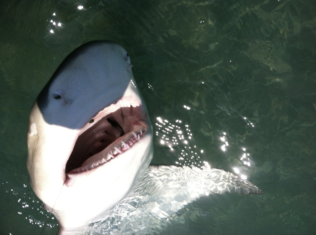 The Key West Flats Angler Key West Sharks