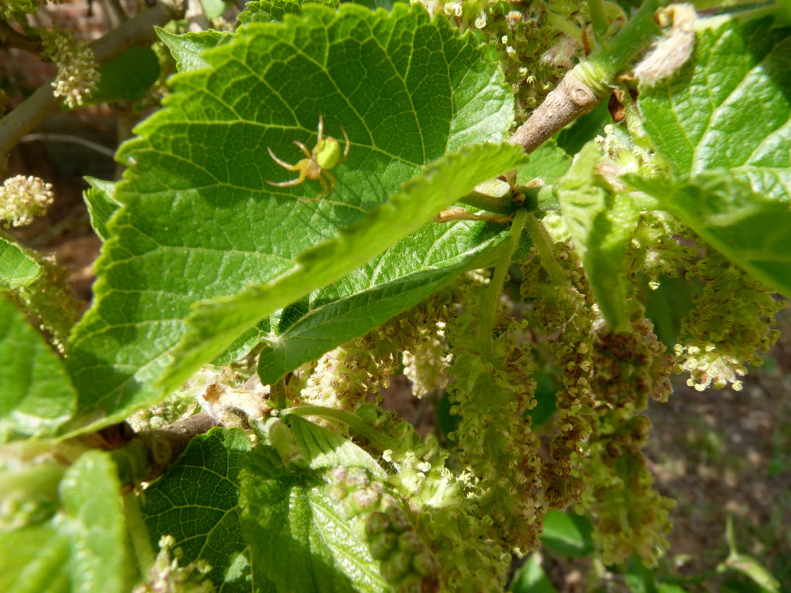Mulberry Leaves Silkworms