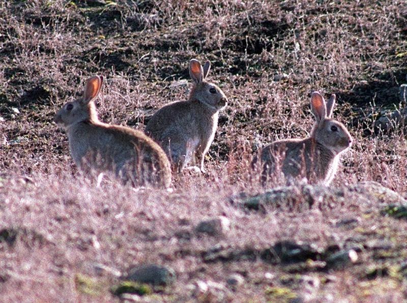on target shooter nz New Zealand ROUGH SHOOTING