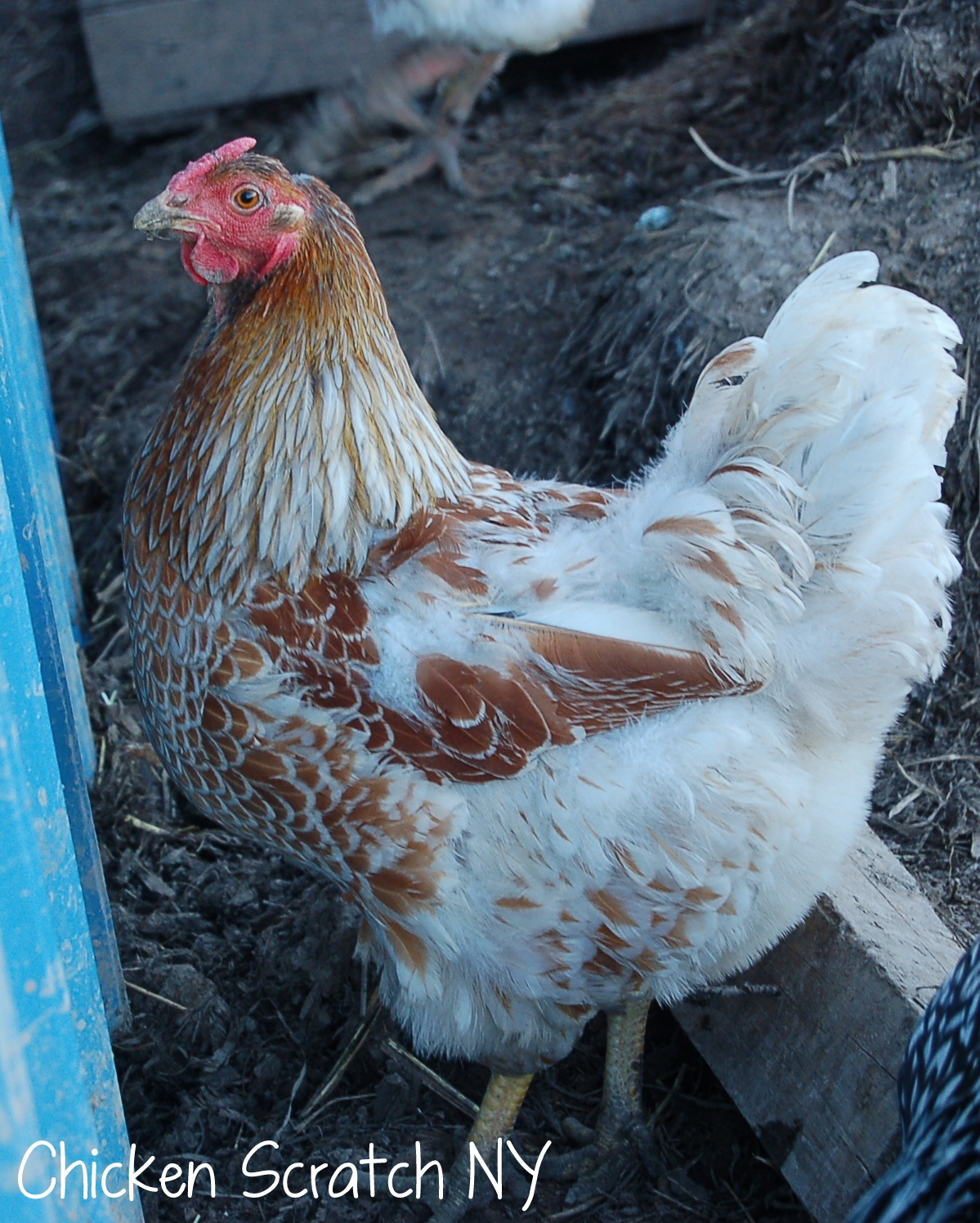 Heat Stress and Chickens