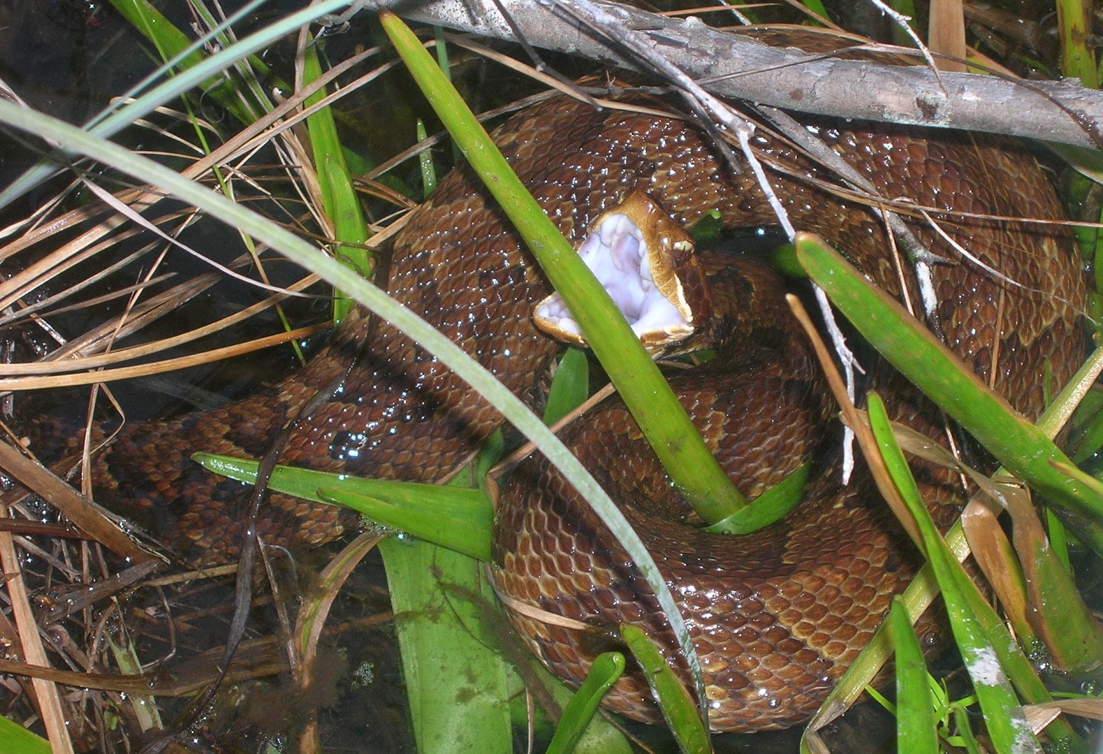 Living Alongside Wildlife Readers Write In Safe to Eat Cottonmouth