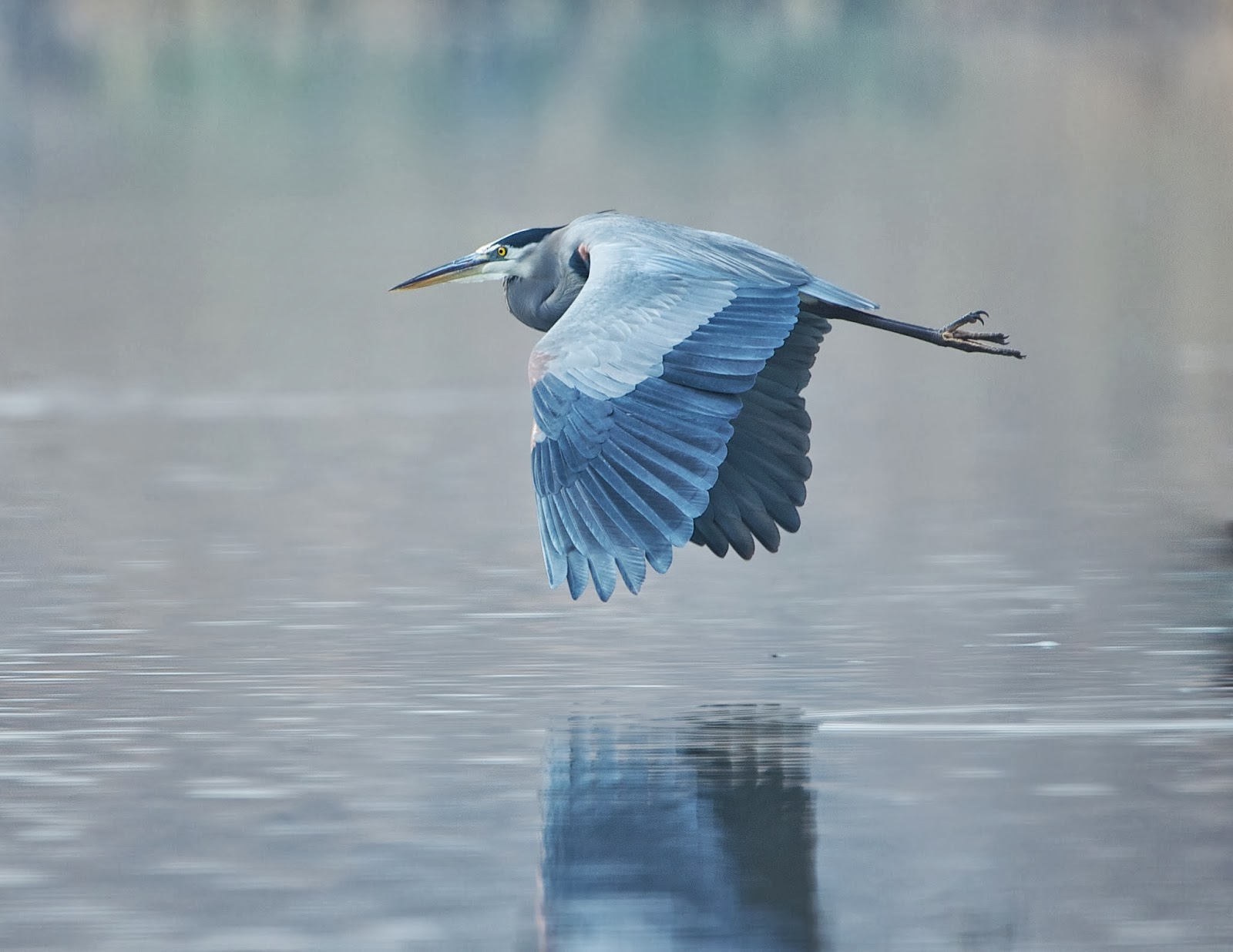 Great Blue Heron Flying By.