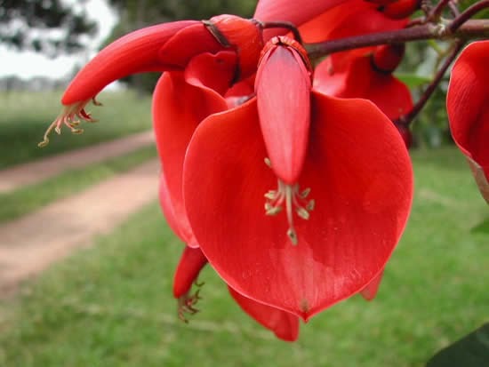 PlantaMer: Árbol y Flor de Argentina, El Ceibo