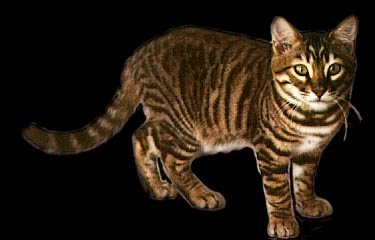 Cat Breed Churp Cat Breed Churp