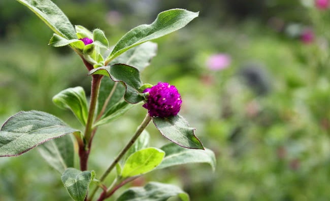 Gomphrena Flowers Pictures Gomphrena Flowers Pictures
