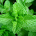 Peppermint for Indigestion, Irritable bowel syndrome, Muscle aches, Tension headache, Colds and coughs