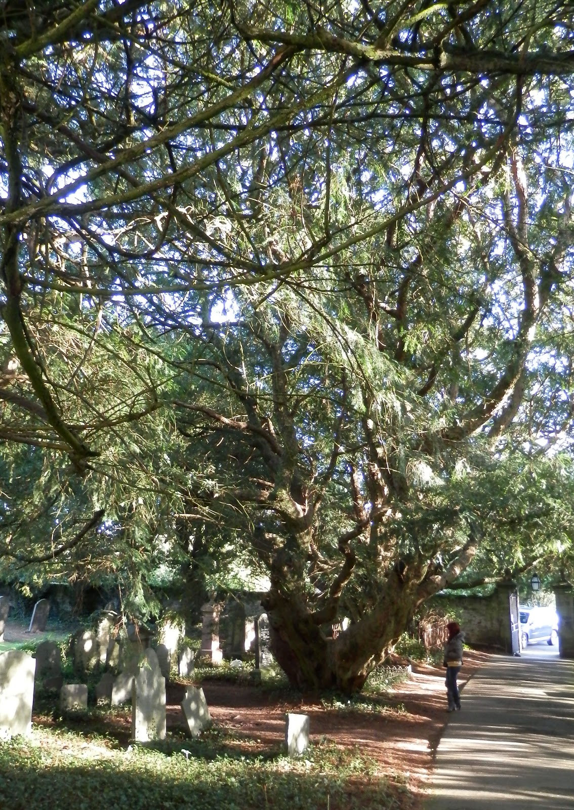 Bleeding Yew of St. Brynach's