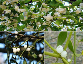 ökse otu ökse otu, ökse otunun faydaları, çekem, gevele, purç, güvelek, viscum albüm l.