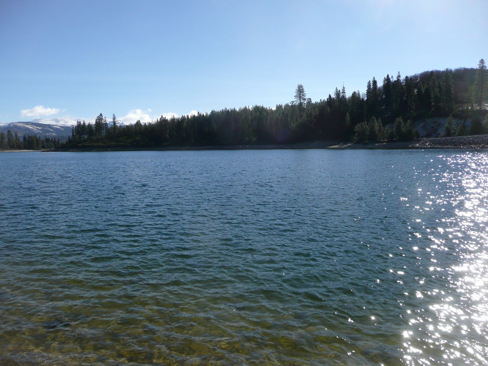 Northern California Trout If You Offer, They Will Come