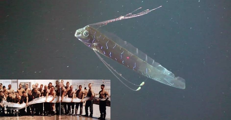 stranger peixe remo gigante