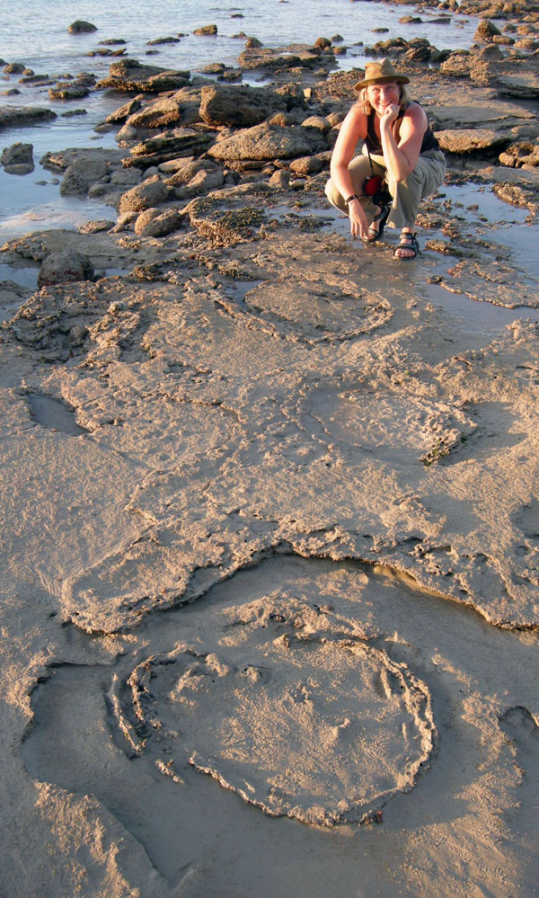The Great Cretaceous Walk The Dinosaur Tracks of Western Australia May