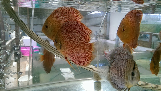 new arrival discus
