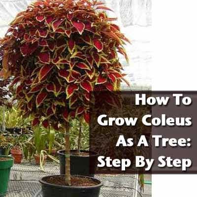 grow coleus as a tree subtropical gardening planting christmas cactus