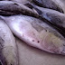 Ikan Formalin Kategori KLB