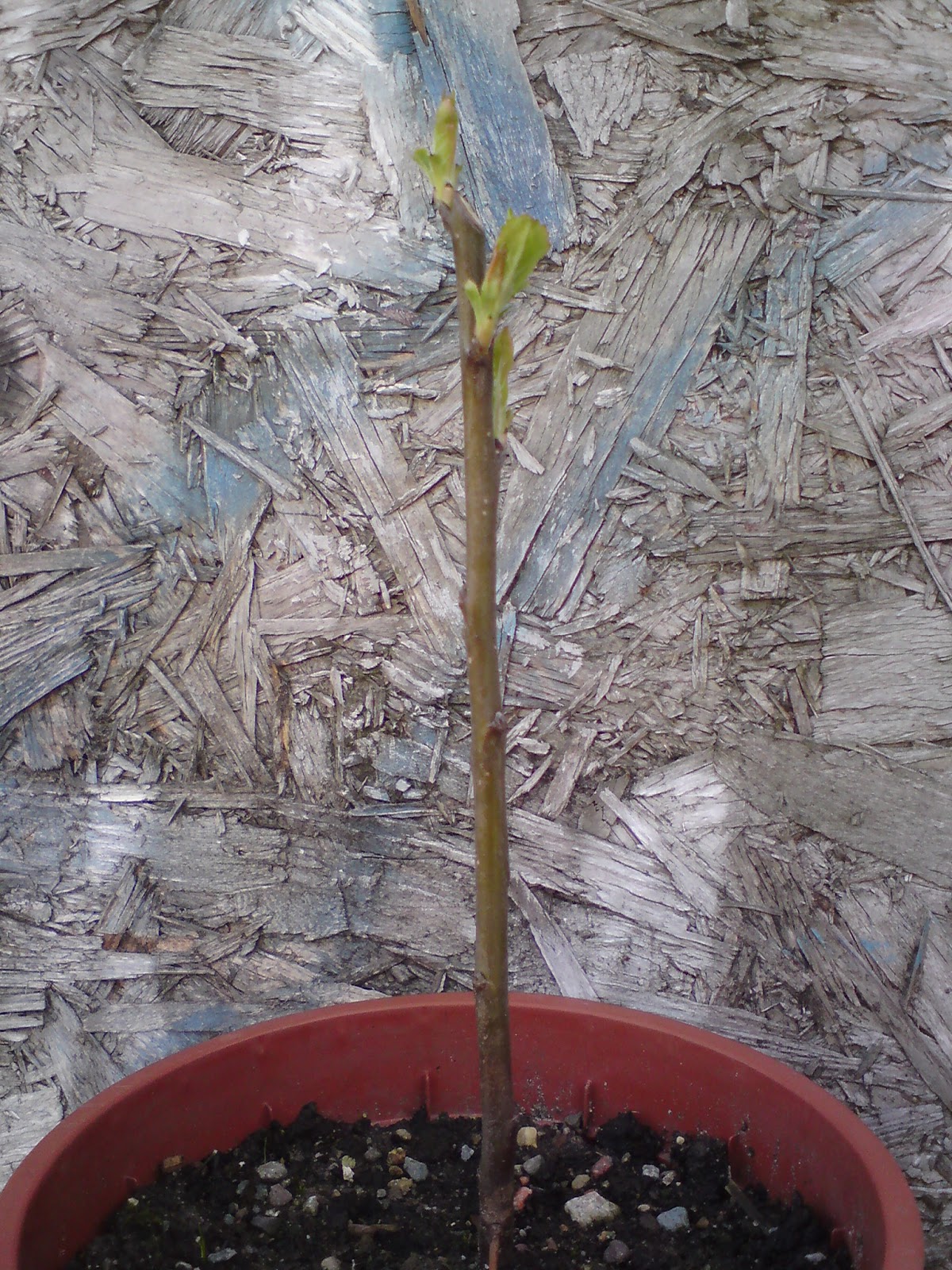 Green Phoenix Urban Food Garden Grafting an apple rootstock in 8 easy